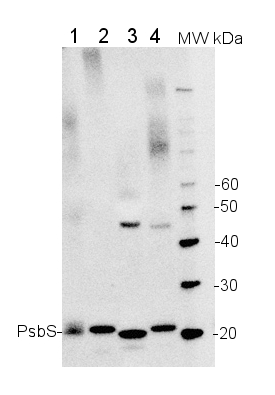 western blot using anti-PsbS antibodies